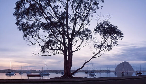 USA, California, Panoramic view of eucalyptus tree and Morro Rock at sunset