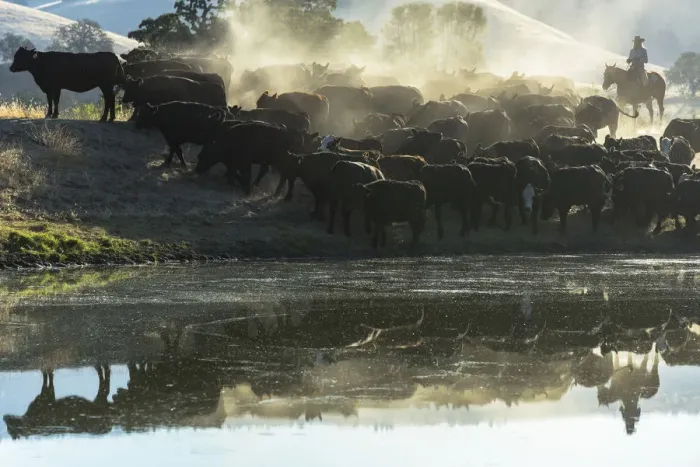 Framed Print : USA, California, Parkfield, V6 Ranch cowgirl with cows, reflected in pond (MR) Framed Print : USA, California, Parkfield, V6 Ranch cowgirl with cows, reflected in pond (MR)