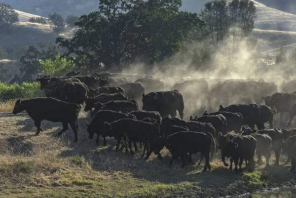 USA, California, Parkfield, V6 Ranch herd of black cows kicking up dust (MR)