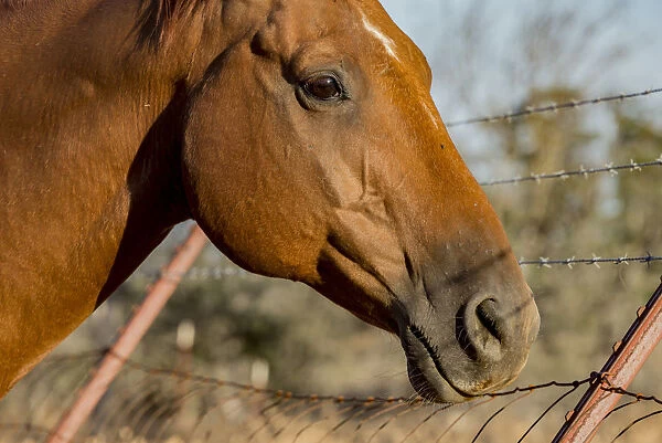 USA, California, Parkfield, V6 Ranch horse head of a brown horse