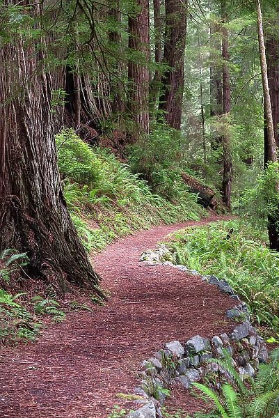 USA, California. Path in the Redwood National Forest