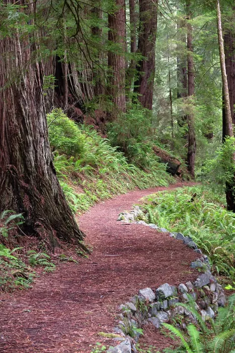 Framed Print : USA, California. Path in the Redwood National Forest Framed Print : USA, California. Path in the Redwood National Forest
