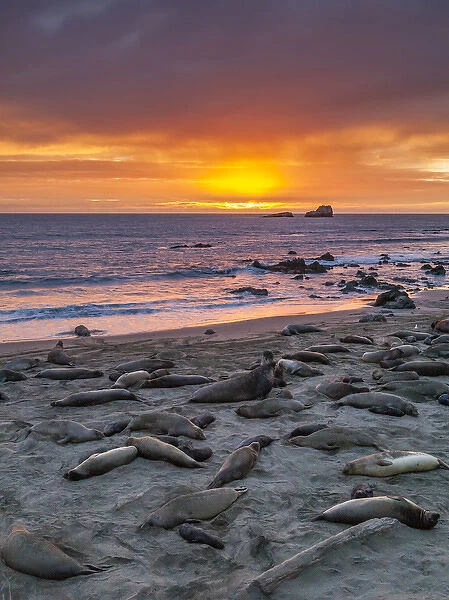 USA, California, Piedras Blancas. Elephant seals on beach at sunset