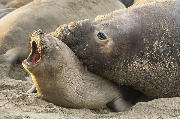 USA, California, Piedras Blancas. Male elephant seal gives love bite to female. Credit as