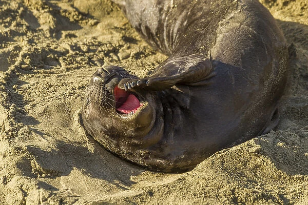 USA, California, Piedras Blancas. Female elephant seal yawning on beach. Credit as