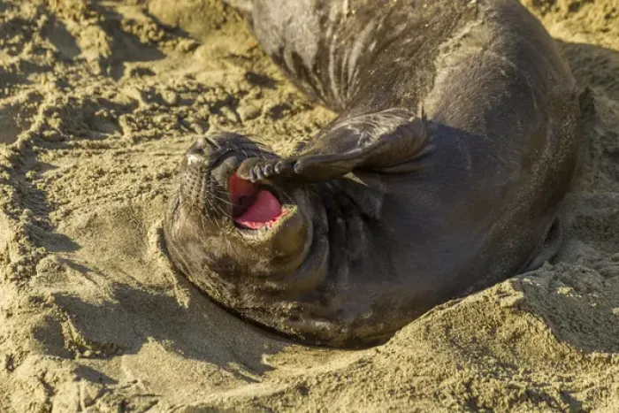 Framed Print : USA, California, Piedras Blancas. Female elephant seal yawning on beach. Credit as