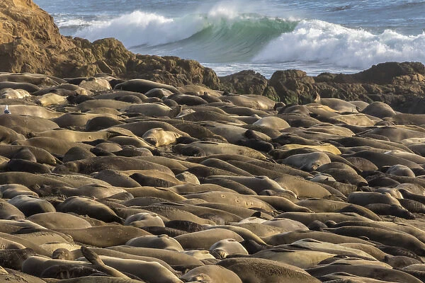 USA, California, Piedras Blancas. Northern elephant seal colony