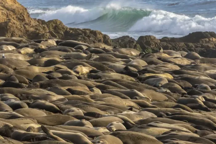 Framed Print : USA, California, Piedras Blancas. Northern elephant seal colony Framed Print : USA, California, Piedras Blancas. Northern elephant seal colony