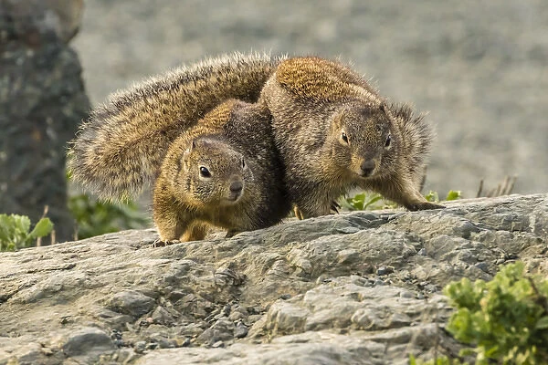 USA, California, Piedras Blancas. California ground squirrels courtship behavior