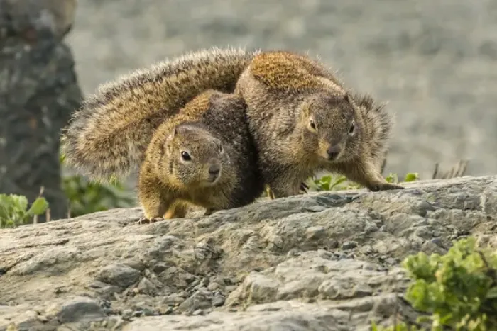 Framed Print : USA, California, Piedras Blancas. California ground squirrels courtship behavior Framed Print : USA, California, Piedras Blancas. California ground squirrels courtship behavior
