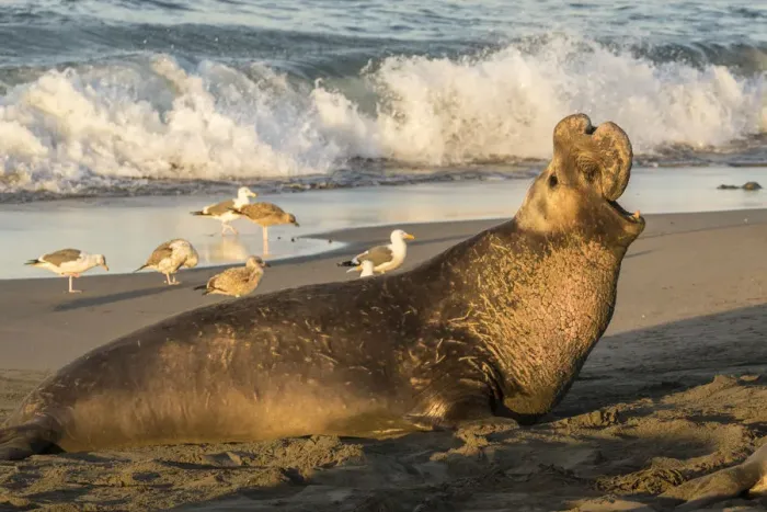 Framed Print : USA, California, Piedras Blancas. Northern elephant seal bull displaying. Credit as Framed Print : USA, California, Piedras Blancas. Northern elephant seal bull displaying. Credit as
