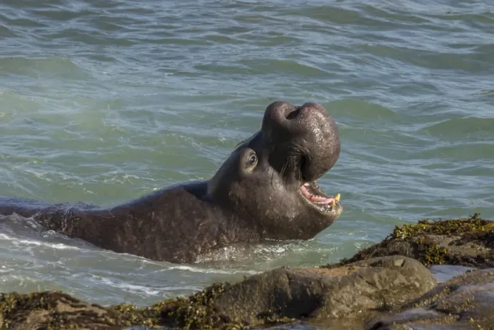 Framed Print : USA, California, Piedras Blancas. Northern elephant seal bull displaying. Credit as Framed Print : USA, California, Piedras Blancas. Northern elephant seal bull displaying. Credit as