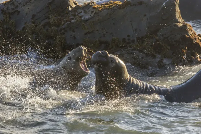 Framed Print : USA, California, Piedras Blancas. Young elephant seal bulls fighting Framed Print : USA, California, Piedras Blancas. Young elephant seal bulls fighting