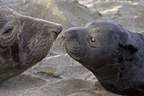 USA, California, Piedras Blancas. Northern elephant seal mother and pup greeting