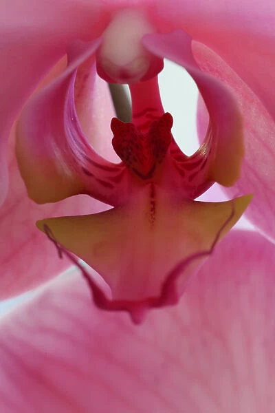 USA, California. Detail of pink orchid. Credit as: Dennis Flaherty  /  Jaynes Gallery