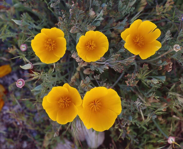 USA, California, Pinnacles National Park, Spring bloom of California poppy