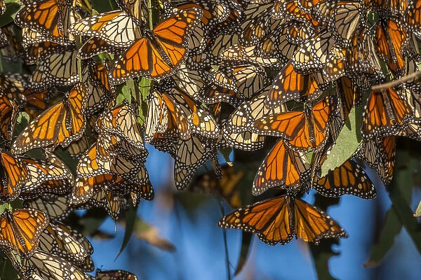 USA, California, Pismo Beach. Migrating monarch butterflies cling to leaves. Credit as