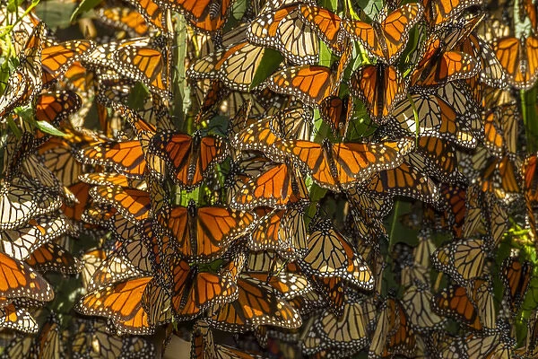 USA, California, Pismo Beach. Migrating monarch butterflies cling to leaves. Credit as