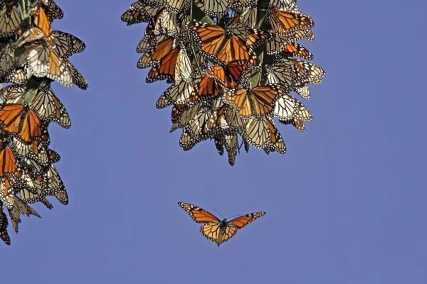 USA, California, Pismo Beach. Monarch butterflies clustering at a winter roost