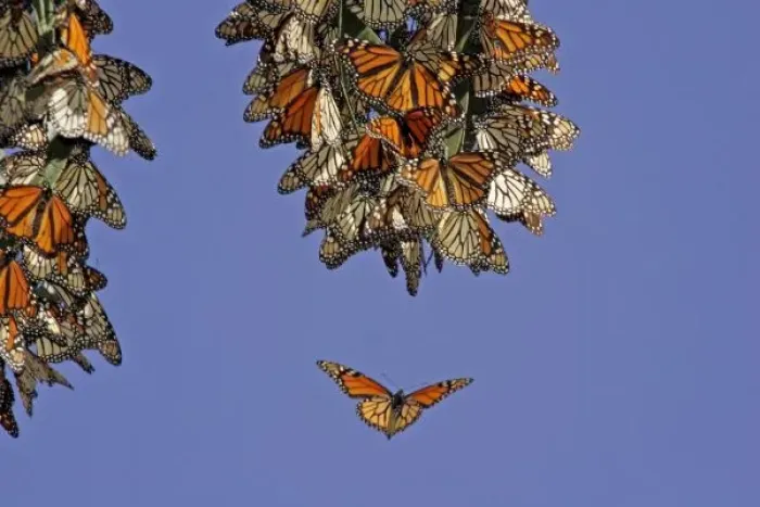 Framed Print : USA, California, Pismo Beach. Monarch butterflies clustering at a winter roost Framed Print : USA, California, Pismo Beach. Monarch butterflies clustering at a winter roost