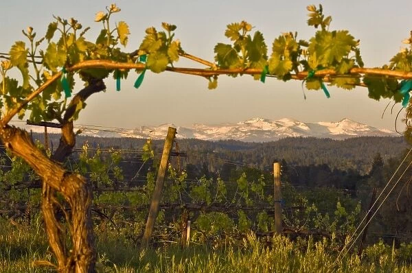 USA, California, Pleasant Valley, El Dorado County, Viognier vines in the foreground