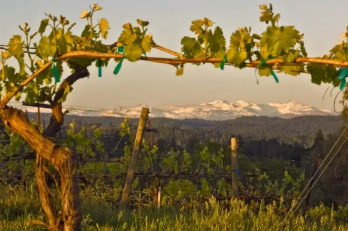 Framed Print : USA, California, Pleasant Valley, El Dorado County, Viognier vines in the foreground