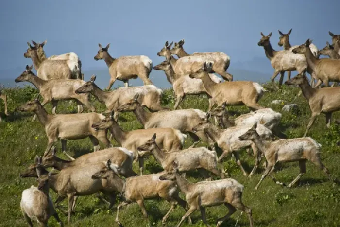 Framed Print : USA, California, Point Reyes National Seashore. Tule elk herd Framed Print : USA, California, Point Reyes National Seashore. Tule elk herd