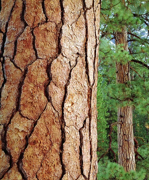 USA, California, Ponderosa Pine in Yosemite National Park, CA