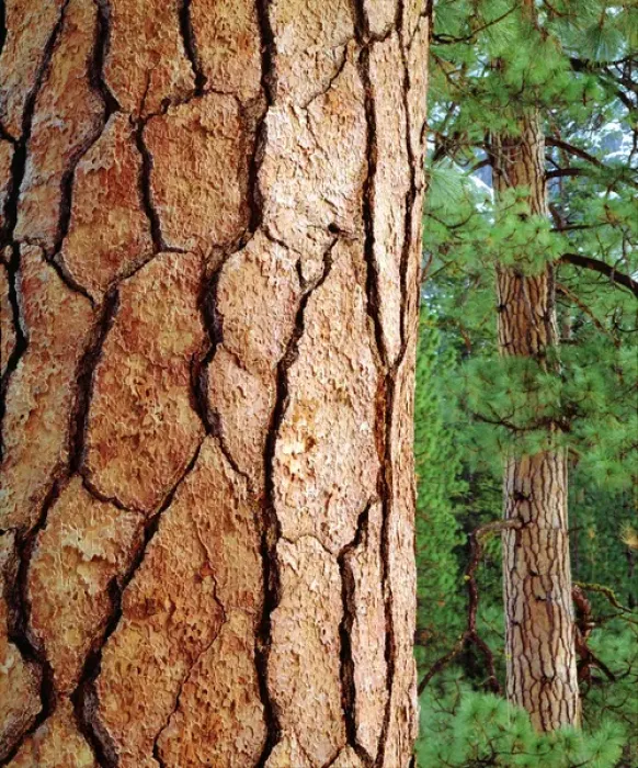 Framed Print : USA, California, Ponderosa Pine in Yosemite National Park, CA