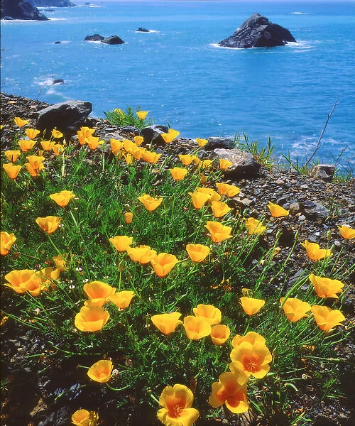 USA, California, Poppies along the Pacific CoastA