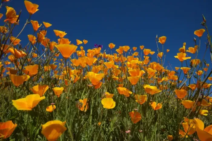 Framed Print : USA, California. Poppies in Rattlesnake Canyon Framed Print : USA, California. Poppies in Rattlesnake Canyon