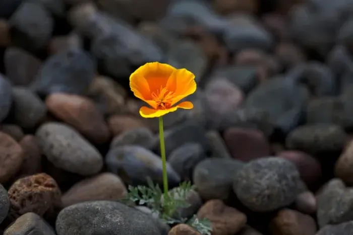 Framed Print : USA, California. Poppy wildflower and rocks