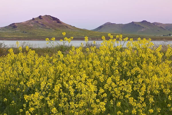 USA, California, Porterville. Spring landscape with Lake Success and wild mustard flowers