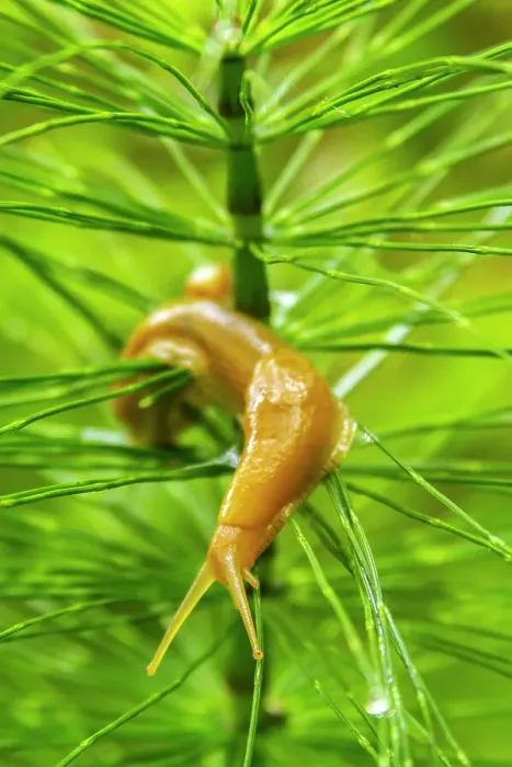 Framed Print : USA, California, Prairie Creek Redwoods State Park. Banana slug on plant Framed Print : USA, California, Prairie Creek Redwoods State Park. Banana slug on plant