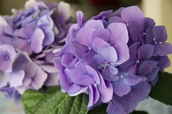 USA, California, purple Hydrangeas