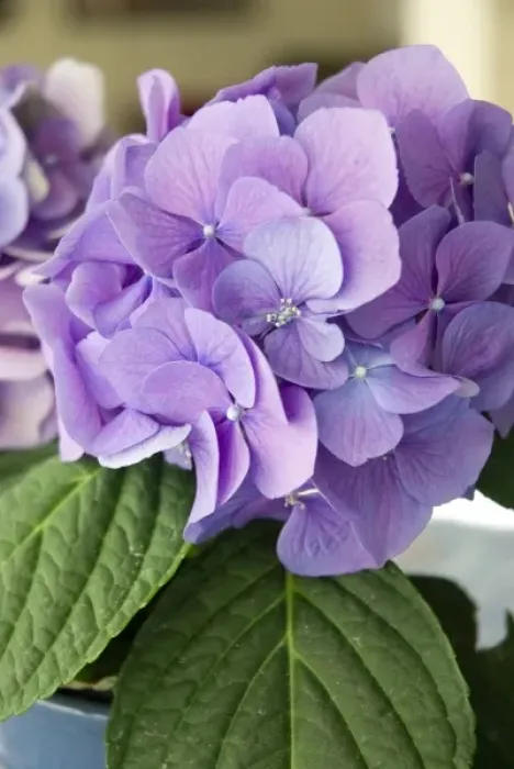 Framed Print : USA, California, purple Hydrangeas