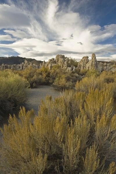 USA, California. Rabbitbrush carpets the high desert around the tufa formations