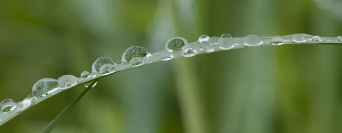 Framed Print : Usa, California. Raindrops crowd this grass blade in Lotus, California Framed Print : Usa, California. Raindrops crowd this grass blade in Lotus, California