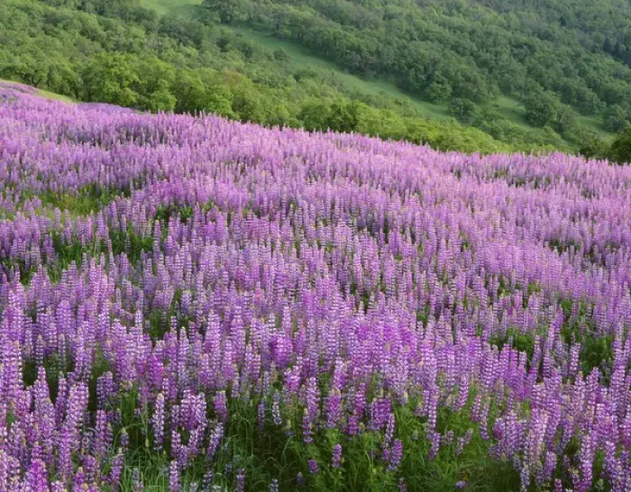 Framed Print : USA, California, Redwood National Park, Spring meadow of riverbank lupine and distant Framed Print : USA, California, Redwood National Park, Spring meadow of riverbank lupine and distant