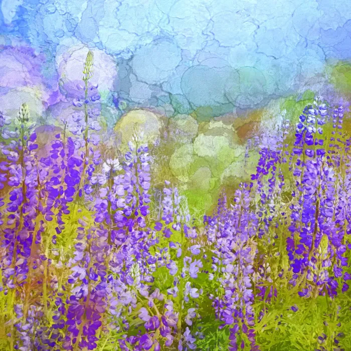 Framed Print : USA, California, Redwood National Park. Abstract of lupine flowers in fog Framed Print : USA, California, Redwood National Park. Abstract of lupine flowers in fog
