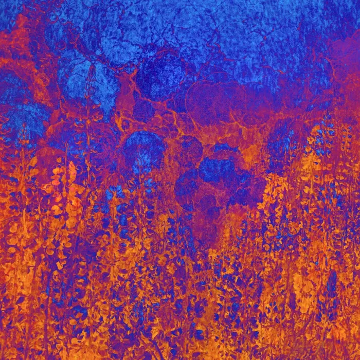 Framed Print : USA, California, Redwood National Park. Abstract of lupine flowers and tan oak in fog Framed Print : USA, California, Redwood National Park. Abstract of lupine flowers and tan oak in fog