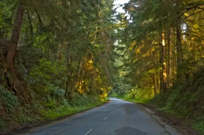 Framed Print : USA, California, Redwood National Park, Coastal Drive