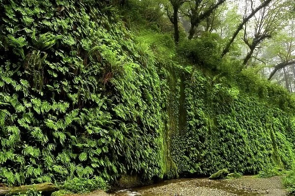 USA, California, Redwood National Park, Fern Canyon. Green ferns line a cliffside