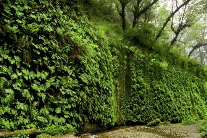 Framed Print : USA, California, Redwood National Park, Fern Canyon. Green ferns line a cliffside Framed Print : USA, California, Redwood National Park, Fern Canyon. Green ferns line a cliffside