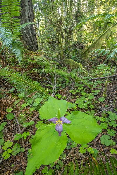 USA, California, Redwood National and State Parks. Trillium blossom and redwood in Lady Bird Johnson Grove
