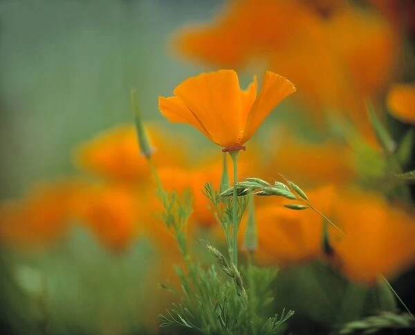 USA, California, Redwood NP. California poppies cover the hillside in Redwood NP