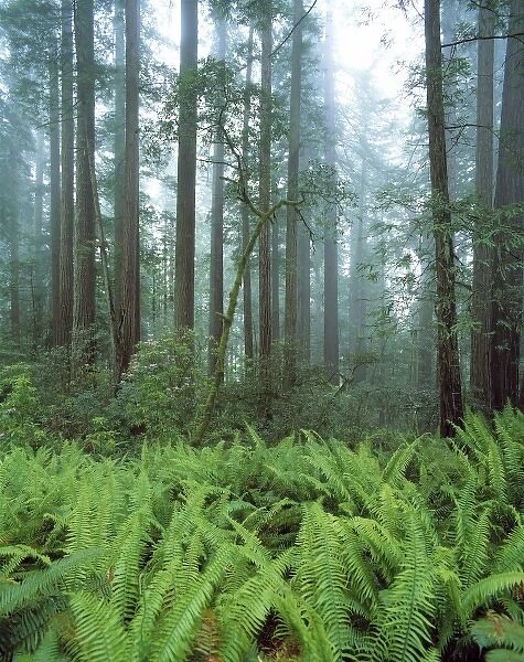 USA, California, Redwood NP. Ferns and rhododendron plants fill the forest floor