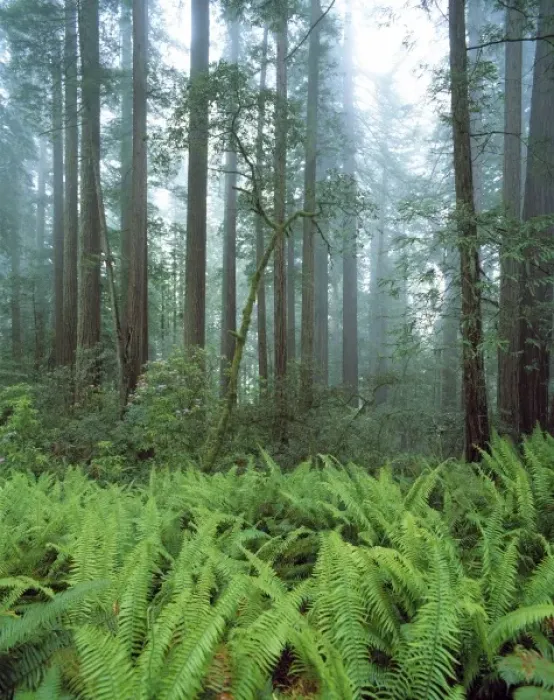 Framed Print : USA, California, Redwood NP. Ferns and rhododendron plants fill the forest floor
