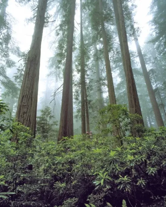 Framed Print : USA, California, Redwood NP. Fog filters the light falling on rhododendrons at Redwood