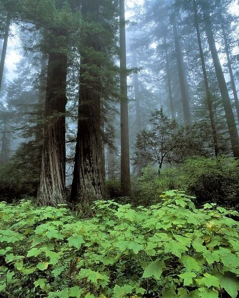 USA, California, Redwood NP. Huge redwood trees and thimbleberries hide in the dense